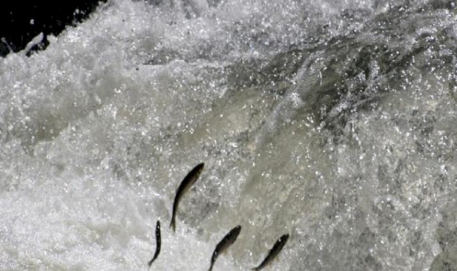 Van Gölü'nde inci kefalinin zorlu göçü başladı