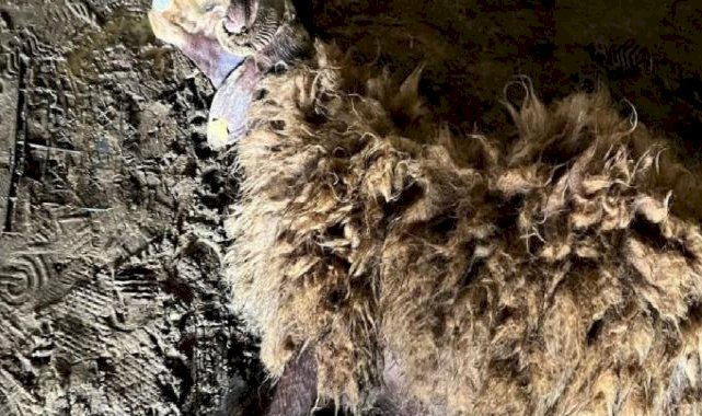 Van’ın Erciş ilçesinde ahırda havasız kalan koyunlar telef oldu