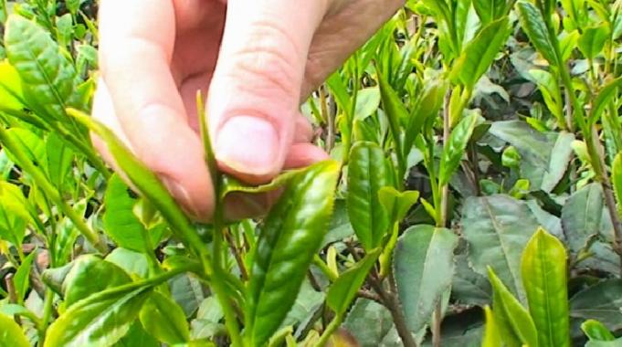 Tomurcuk çay alım fiyatı belli oldu