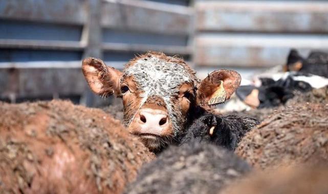 Uruguay'dan ithal edilen angus sığırlar Mersin'e ulaştı