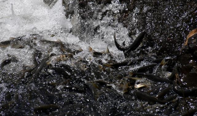 Van Gölü'nde inci kefalinin zorlu göçü başladı