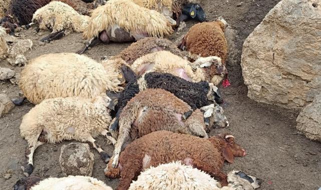 Van'da kurtlar, 100 koyunu telef etti