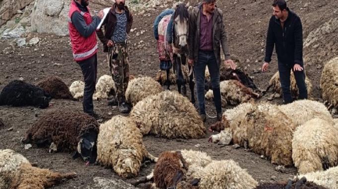 Van&#039;da kurtlar, 100 koyunu telef etti