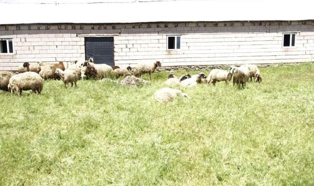 Van’ın Erciş ilçesinde ahırda havasız kalan koyunlar telef oldu