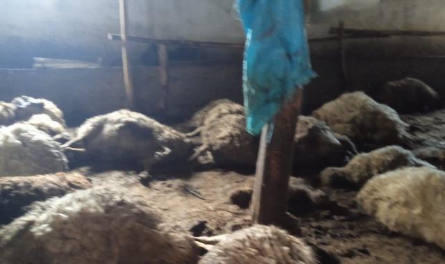 Van’ın Erciş ilçesinde ahırda havasız kalan koyunlar telef oldu