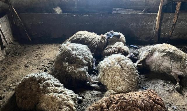 Van’ın Erciş ilçesinde ahırda havasız kalan koyunlar telef oldu