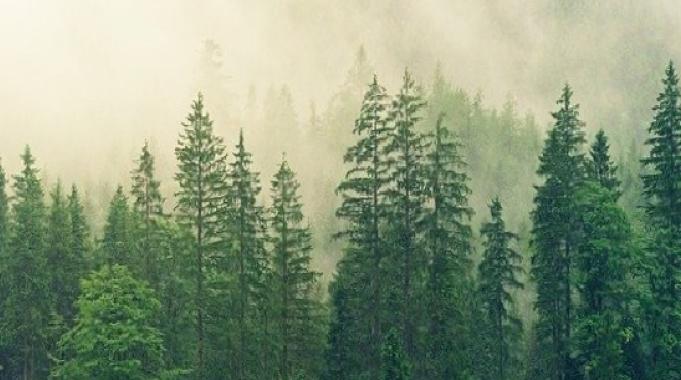 4 İldeki Alanlar Orman Sınırı Dışına Çıkarıldı 