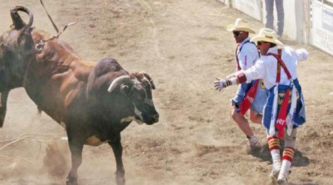 ABD'de boğa, seyircilere saldırdı: 4 yaralı