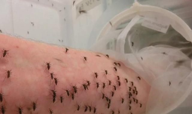 ABD'de kanını sivrisineklere veren adam şaşkına çevirdi