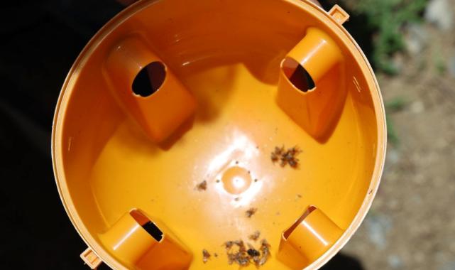 Adana'da sıcaklarla birlikte Akdeniz Meyve Sineği de arttı