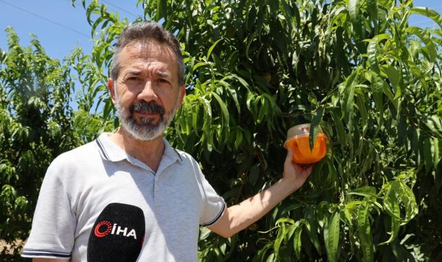 Adana'da sıcaklarla birlikte Akdeniz Meyve Sineği de arttı