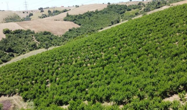 Adana'da sıcaklarla birlikte Akdeniz Meyve Sineği de arttı