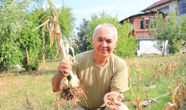 Adana'da yetişen fil sarımsağını görenler bir daha bakıyor: Tohumu Tayland'dan geldi