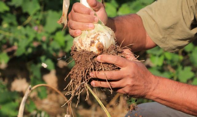 Adana'da yetişen fil sarımsağını görenler bir daha bakıyor: Tohumu Tayland'dan geldi