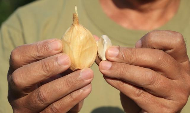 Adana'da yetişen fil sarımsağını görenler bir daha bakıyor: Tohumu Tayland'dan geldi