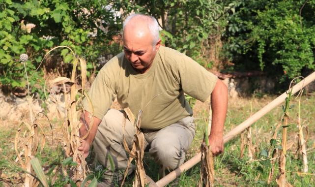Adana'da yetişen fil sarımsağını görenler bir daha bakıyor: Tohumu Tayland'dan geldi