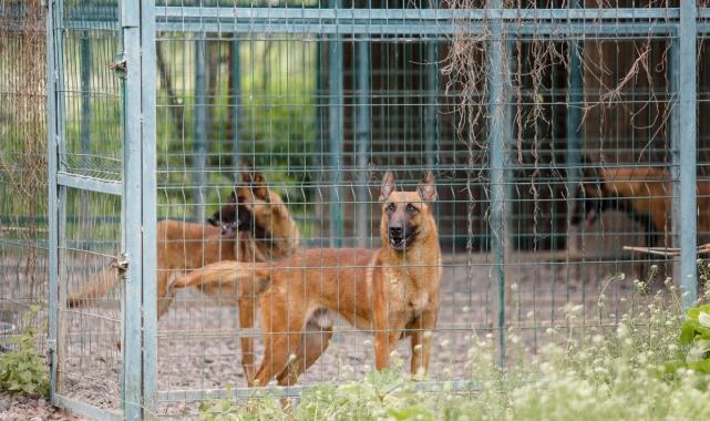 Almanya'yı sokak köpeklerinden kurtaran sistem