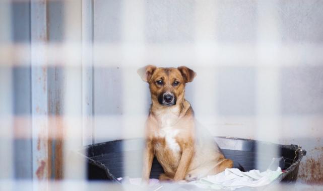 Almanya'yı sokak köpeklerinden kurtaran sistem