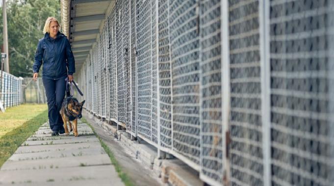 Almanya&#039;yı sokak köpeklerinden kurtaran sistem