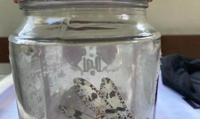 Antalya'da izinsiz böcek topluyordu: Rus akademisyene 378 bin 141 lira para cezası