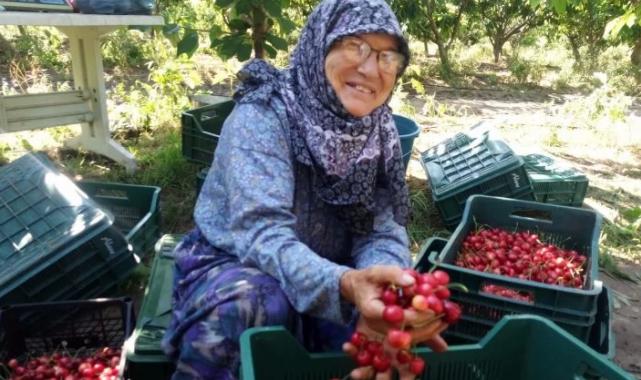 Çeribaşı Kiraz Hasat Şenliği bugün yapılacak