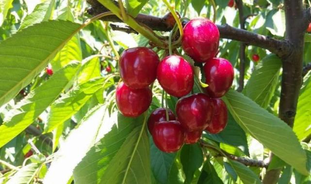 Çeribaşı Kiraz Hasat Şenliği bugün yapılacak