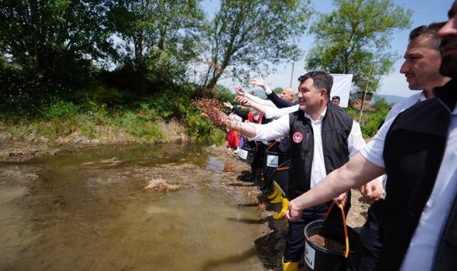 Düzce'de yetiştirilen siyah pirinç toprakla buluşturuldu