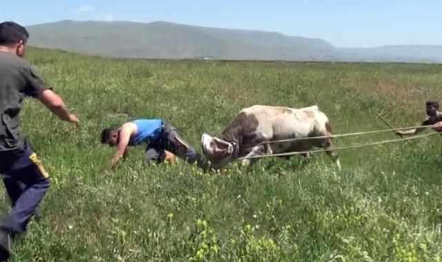 Erzurum'da kaçan dananın sahibi boynuz darbelerinden son anda kurtuldu
