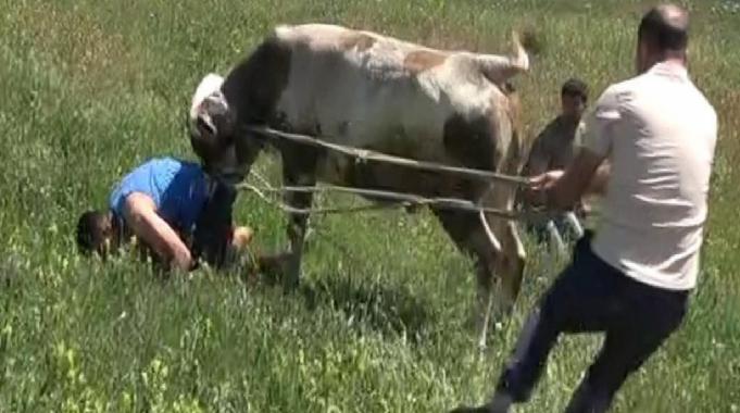 Erzurum'da kaçan dananın sahibi boynuz darbelerinden son anda kurtuldu