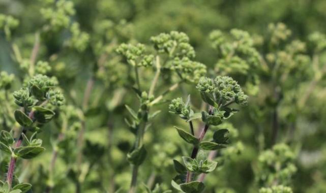 Günde 1 çay kaşığı tüketin, tümör büyümesini engelleyin...