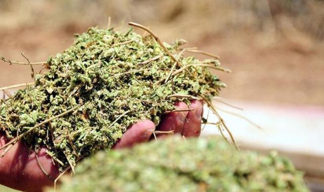 Günde 1 çay kaşığı tüketin, tümör büyümesini engelleyin...