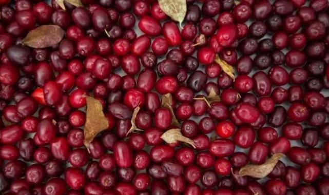 Güne 3 tane kızılcık yiyerek başlayın, o sorunlara temelli veda edin…