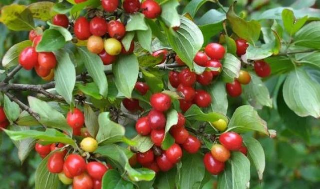 Güne 3 tane kızılcık yiyerek başlayın, o sorunlara temelli veda edin…