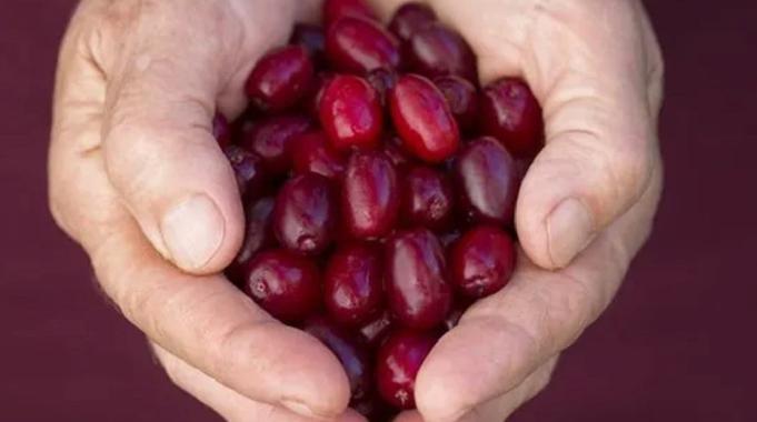 Güne 3 tane kızılcık yiyerek başlayın, o sorunlara temelli veda edin…