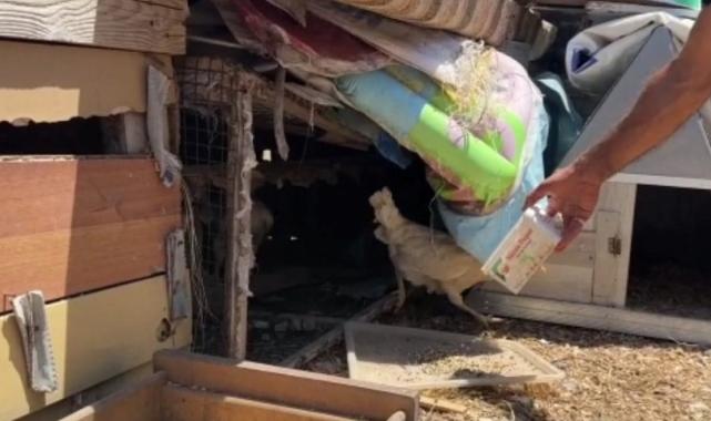 Hatay'da sahipsiz köpekler 50 kümes hayvanını telef etti