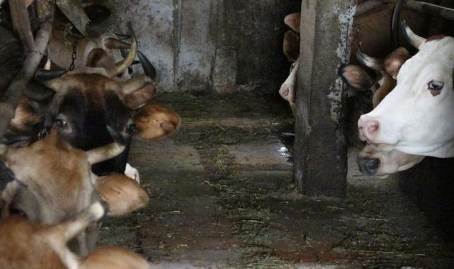 Havalar ısındı vakalar arttı: Türkiye'de 300 kişi KKKA tedavisi görüyor