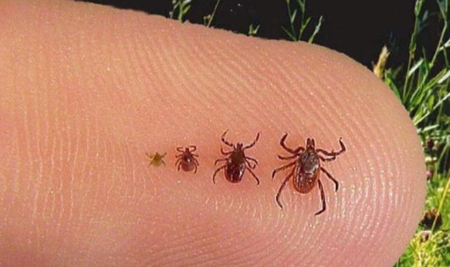 Havaların ısınmasıyla pikniklerde kene riskine dikkat!