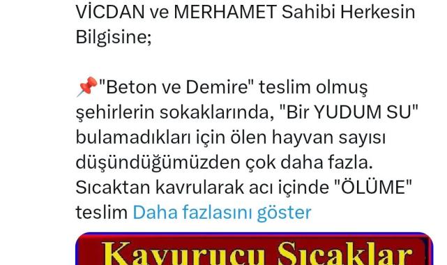 HAYKONFED’den Sokak Hayvanlarına Su Verin Çağrısı!