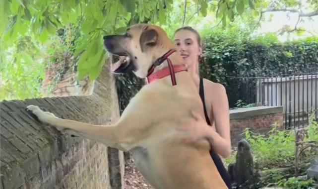 İngiltere'de yaşayan genç kız kangal cinsi köpeğiyle dikkat çekiyor
