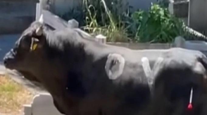 İstanbul Beyoğlu'nda kurbanlık boğa mezarlığa daldı: İki kişiyi yaraladı