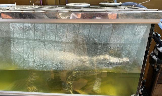 İstanbul'da evinde 1,5 metre uzunluğunda timsah besleyen adam yakalandı