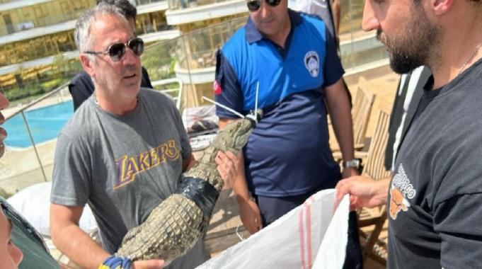 İstanbul&#039;da evinde 1,5 metre uzunluğunda timsah besleyen adam yakalandı