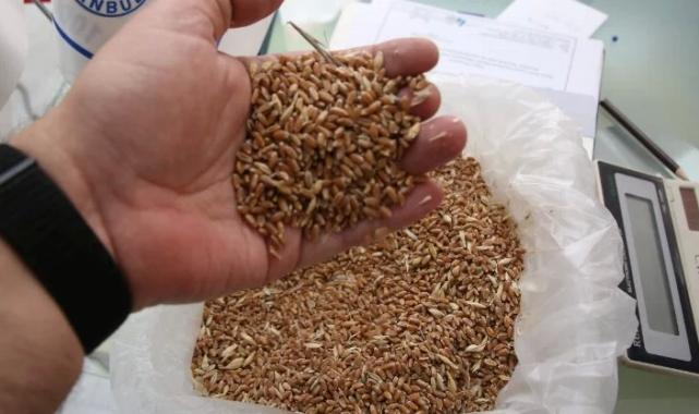 Keşan'da yılın İlk buğday ve arpası borsaya getirildi