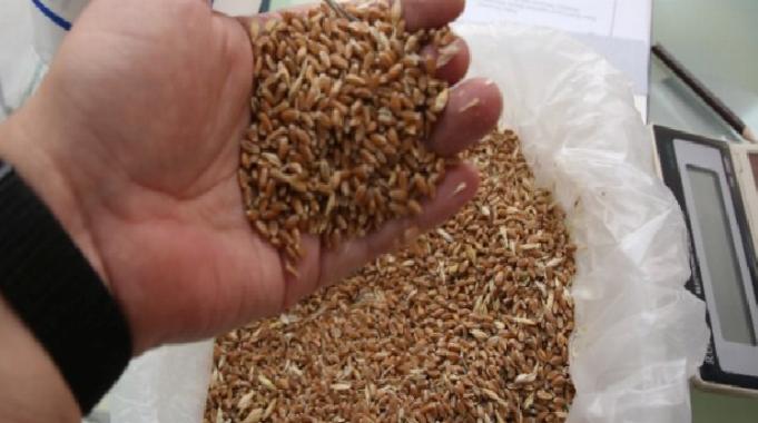 Keşan&#039;da yılın İlk buğday ve arpası borsaya getirildi