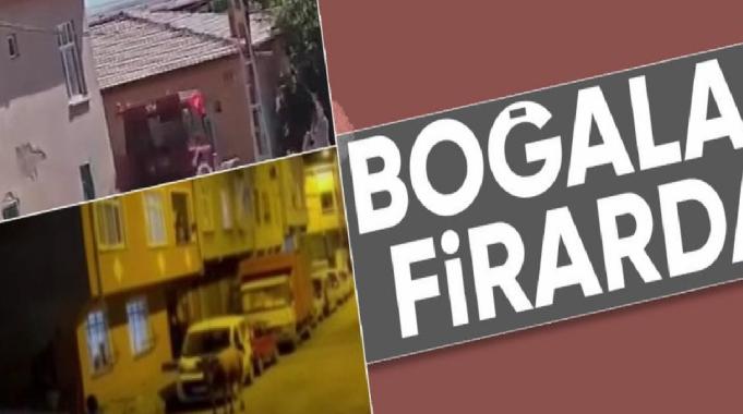 Konya'da kaçan boğa, binanın çatısına çıktı