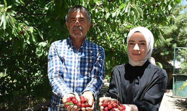 Malatya'nın tescilli 'dalbastı' kirazında hasat başladı: Kilosu 50 lira