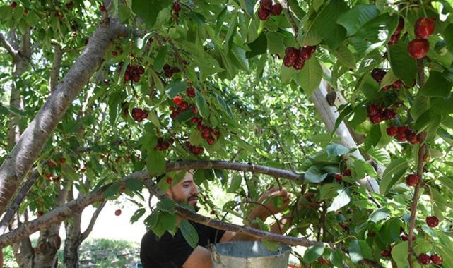 Malatya'nın tescilli 'dalbastı' kirazında hasat başladı: Kilosu 50 lira