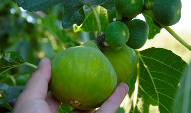 Manisa'nın yediveren inciri hasat sezonuna girdi