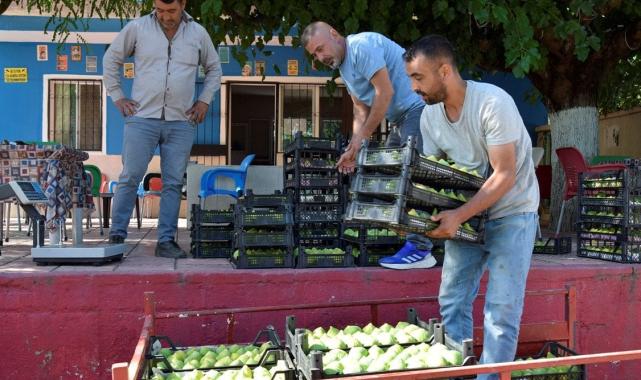 Manisa'nın yediveren inciri hasat sezonuna girdi