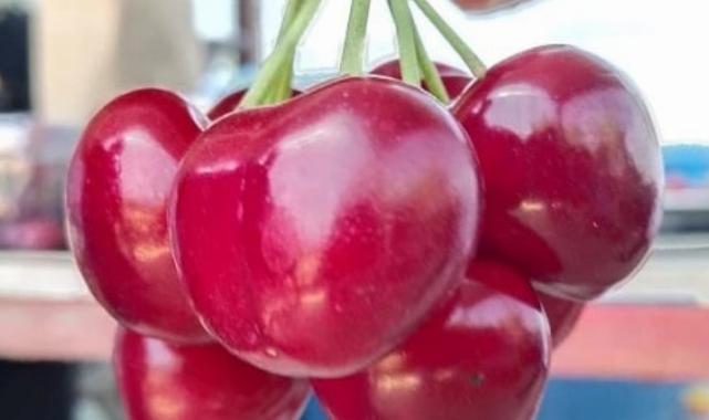 Öncü girişimci Figen Bozkurt İpsala kirazını marka yapacak